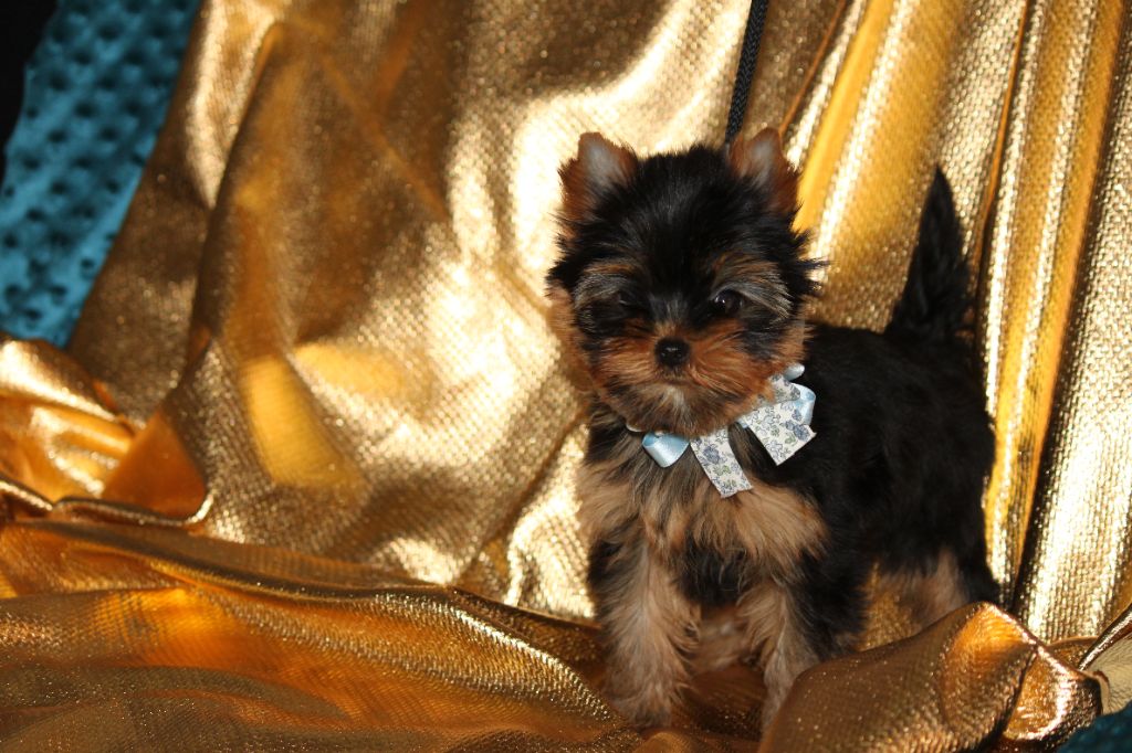 du royaume d'Inès - Chiot disponible  - Yorkshire Terrier