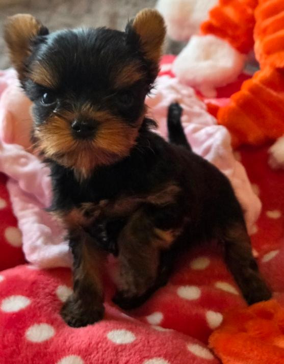 du royaume d'Inès - Chiots disponibles - Yorkshire Terrier