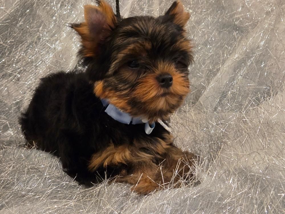 du royaume d'Inès - Chiots disponibles - Yorkshire Terrier
