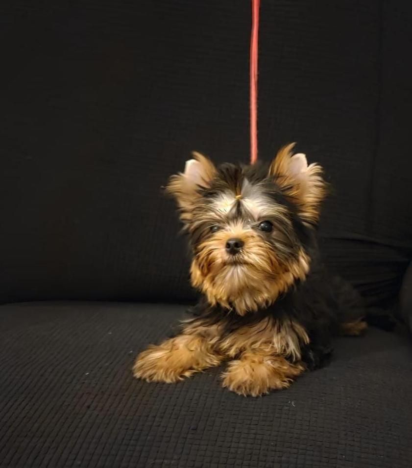 du royaume d'Inès - Chiots disponibles - Yorkshire Terrier