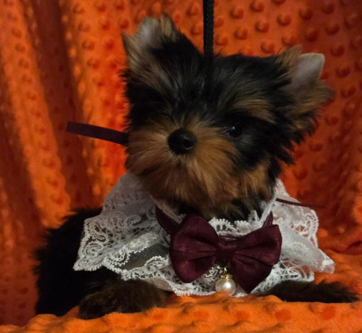 Chiot N°1