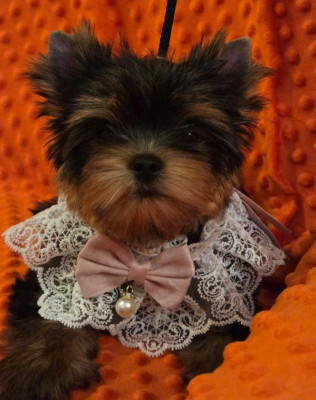 Chiot N°2