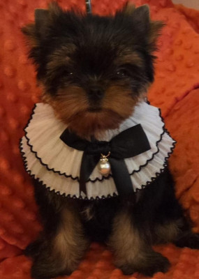 Chiot N°3