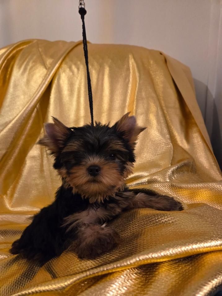 du royaume d'Inès - Chiots disponibles - Yorkshire Terrier
